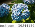 Hydrangea 39844139