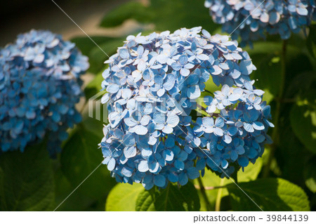 Hydrangea 39844139