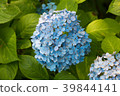 Hydrangea 39844141