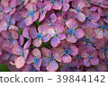 Hydrangea 39844142