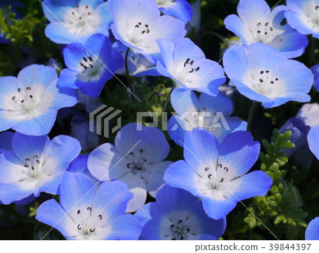 Nemophila 14 Nemophila 14 39844397