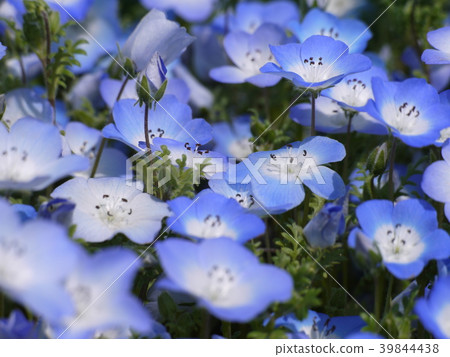 Nemophila 47 39844438