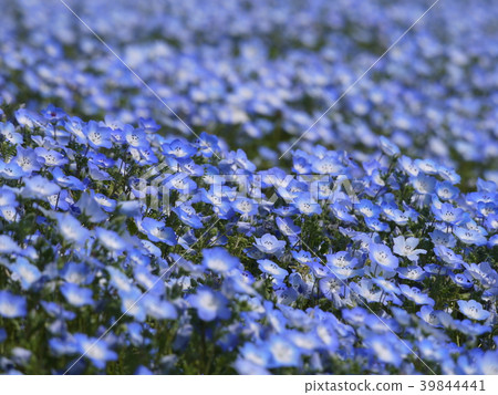 Nemophila 50 Nemophila 50 39844441