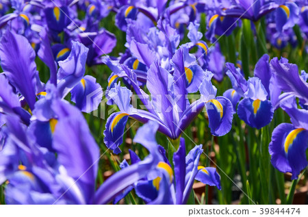 花，花，花，花 39844474