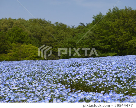 Nemophila(54) Nemophila(54) 39844477