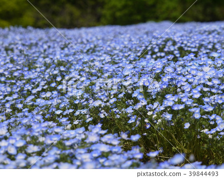 Nemophila (70) Nemophila (70) 39844493