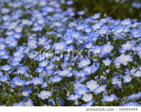 Nemophila (71) Nemophila (71) 39844494