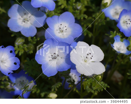 Nemophila(72) Nemophila(72) 39844495