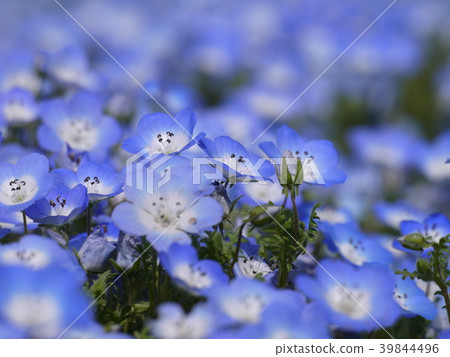 Nemophila (73) 39844496
