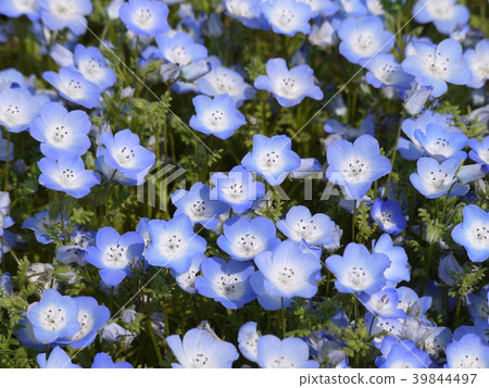Nemophila(74) Nemophila(74) 39844497
