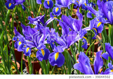 Flower, Flower, Flower, Flower, Flower 39844502