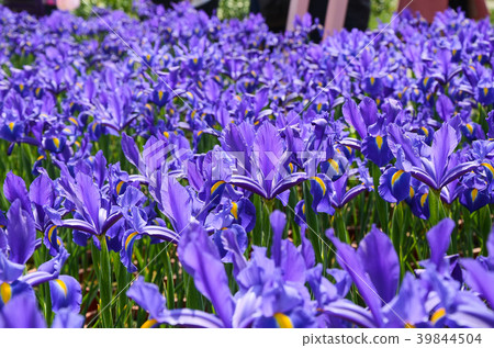 Flower, Flower, Flower, Flower, Flower 39844504