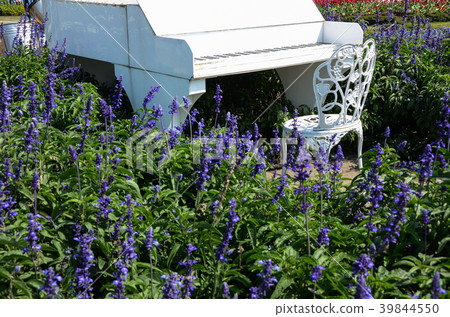 Mousetail grass, Yoso leaf, Yoso, Sousei grassroots, 缾纾纞, Niwain Mousetail grass, 黚bou Mousetail grass, Daluma horsebacked mousetail grass 39844550