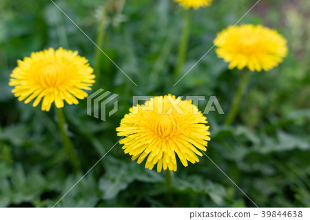 Yellow dandelion Yellow dandelion 39844638