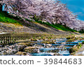 Flow of cherry blossom trees and river 39844683
