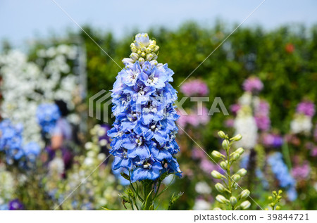 Daihida Grass，Hida Grass，Chidori Grass，Chidori Flower 39844721
