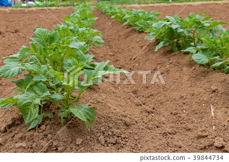 Potato field in spring Potato field in spring 39844734