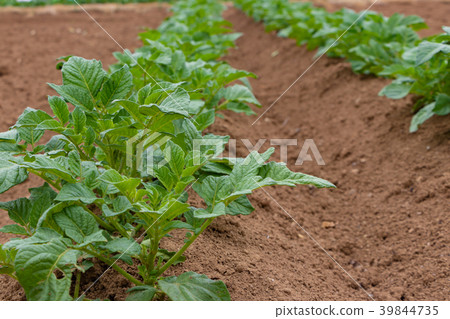 Potato field in spring Potato field in spring 39844735