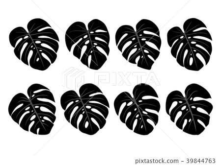 Monstera deliciosa house plant tropical leaves Monstera deliciosa house plant tropical leaves 39844763