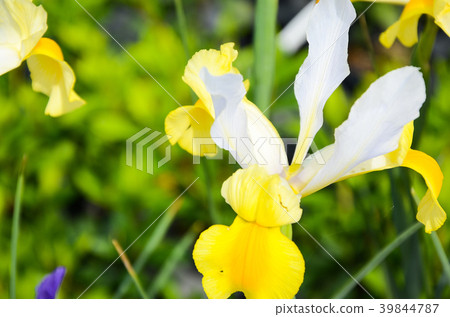 Flower, Flower, Flower, Flower, Flower 39844787