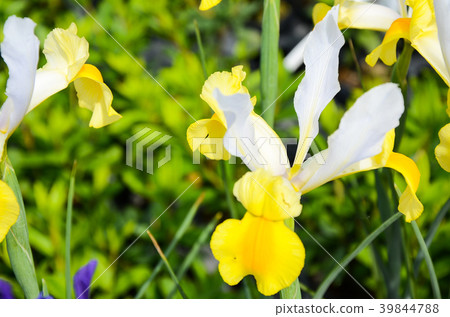 Flower, Flower, Flower, Flower, Flower 39844788