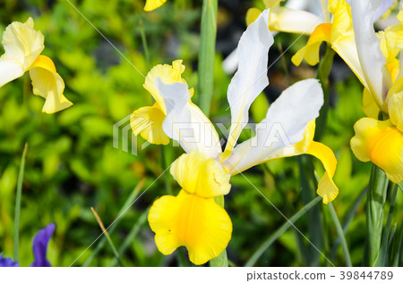 Flower, Flower, Flower, Flower, Flower 39844789