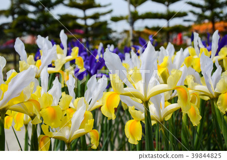 Flower, Flower, Flower, Flower, Flower 39844825