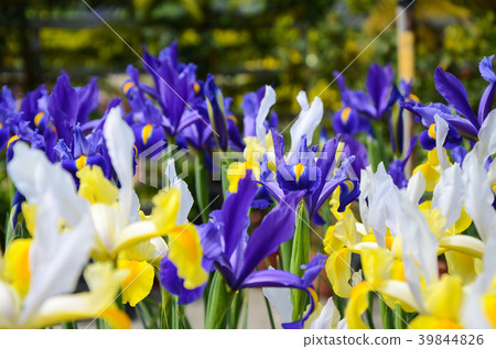 Flower, Flower, Flower, Flower, Flower 39844826