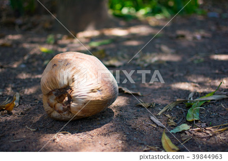 Brown Coconut is placed on the ground Brown Coconut is placed on the ground 39844963