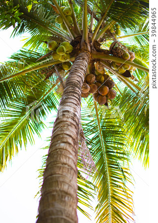 Coconut tree with many coconut at low point view Coconut tree with many coconut at low point view 39844965