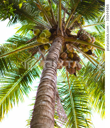 Coconut tree with many coconut at low point view 39844966