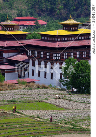Rice terrace surrounding Tashichozon 39845097