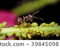 Tobiiro keari and aphids 39845098