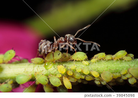 Tobiiro keari and aphids 39845098