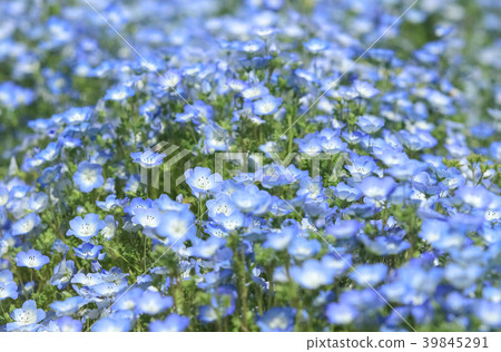 Nemophila flower garden 39845291