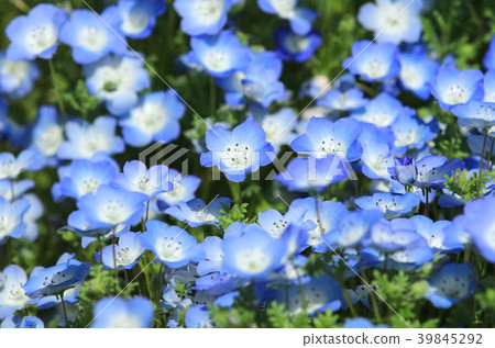 Nemophila flower garden 39845292