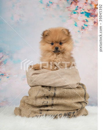 Cute pomeranian puppy dog in a burlap bag Cute pomeranian puppy dog in a burlap bag 39845392