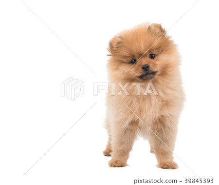 Cute pomeranian puppy dog standing Cute pomeranian puppy dog standing 39845393