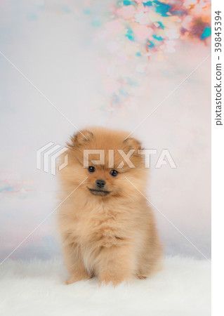 Cute small pomeranian puppy dog sitting Cute small pomeranian puppy dog sitting 39845394