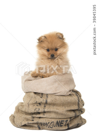 Cute pomerenian puppy dog in a burlap bag 39845395