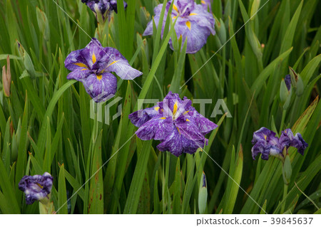 Water lily Water lily 39845637