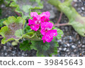 Geranium 39845643