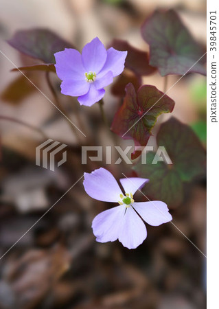 Tatsuta grass Tatsuta grass 39845701