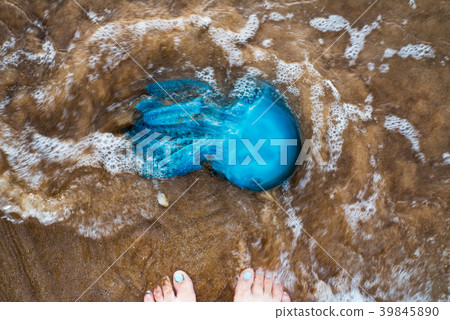 Dead jelly fish on the shore 39845890