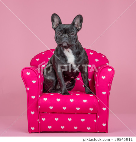 Cute French bulldog on a pink chair Cute French bulldog on a pink chair 39845911