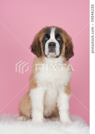 Sitting saint bernard puppy at a pink background Sitting saint bernard puppy at a pink background 39846288