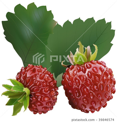 Wild Strawberry and Leaves 39846574