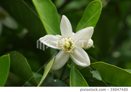 夏季土耳其花 39847480