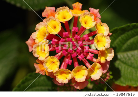 Lantana (seven change) Lantana (seven change) 39847619