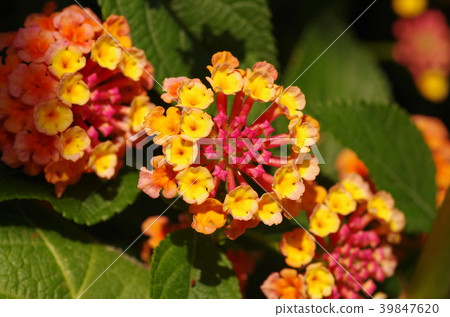 Lantana (seven change) Lantana (seven change) 39847620